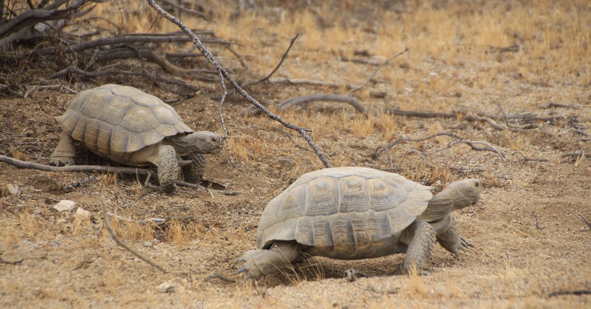 Two desert tortoises in the wild.
