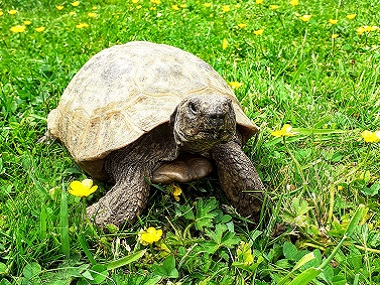 Albert the Tortoise.