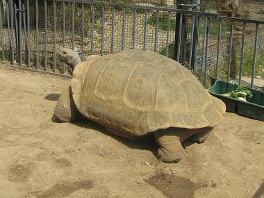 Clarence the Galapagos Tortoise