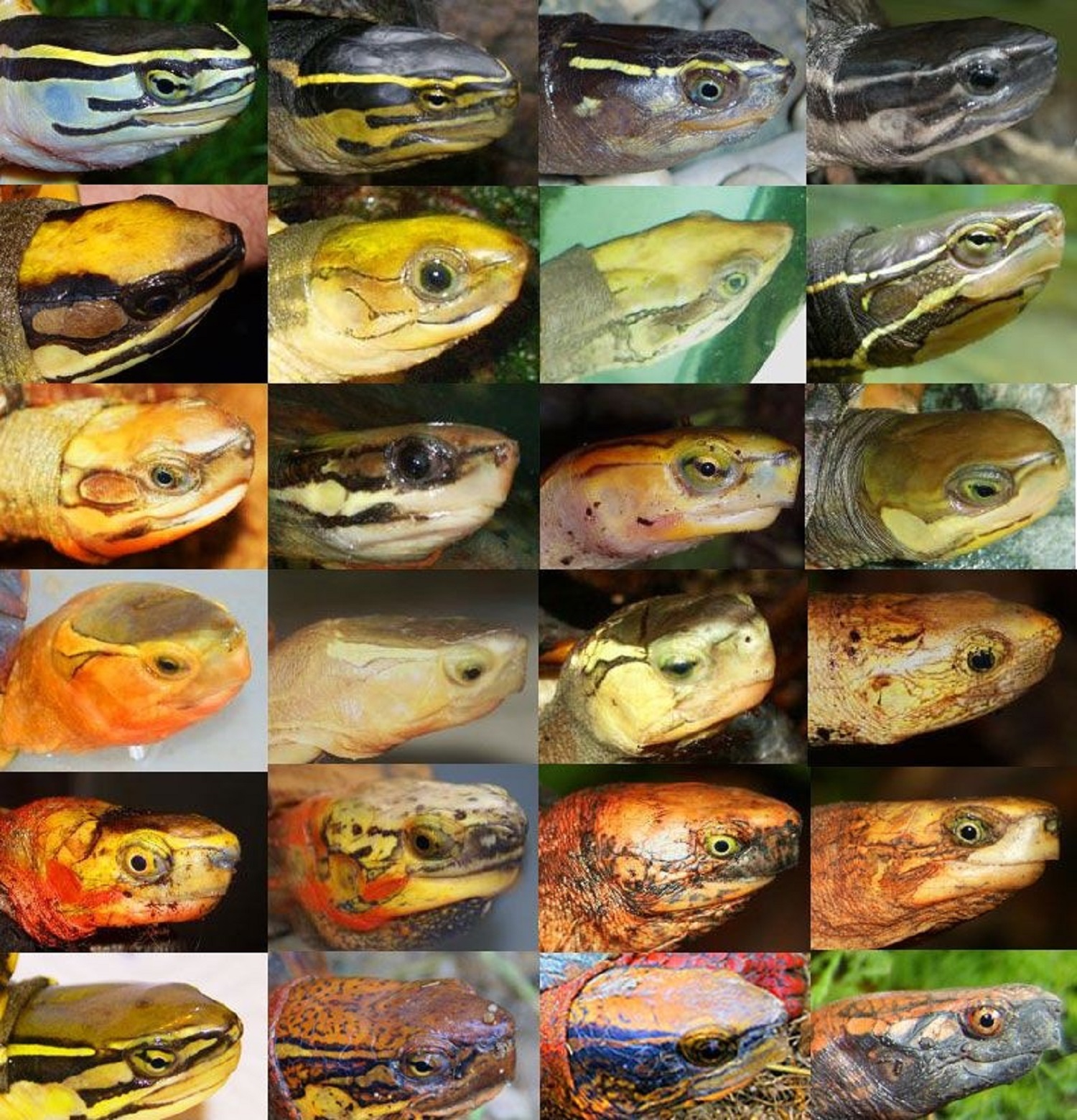 Asian Box Turtle Portraits - Click to learn more