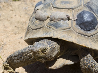 Desert tortoise with transmitter.