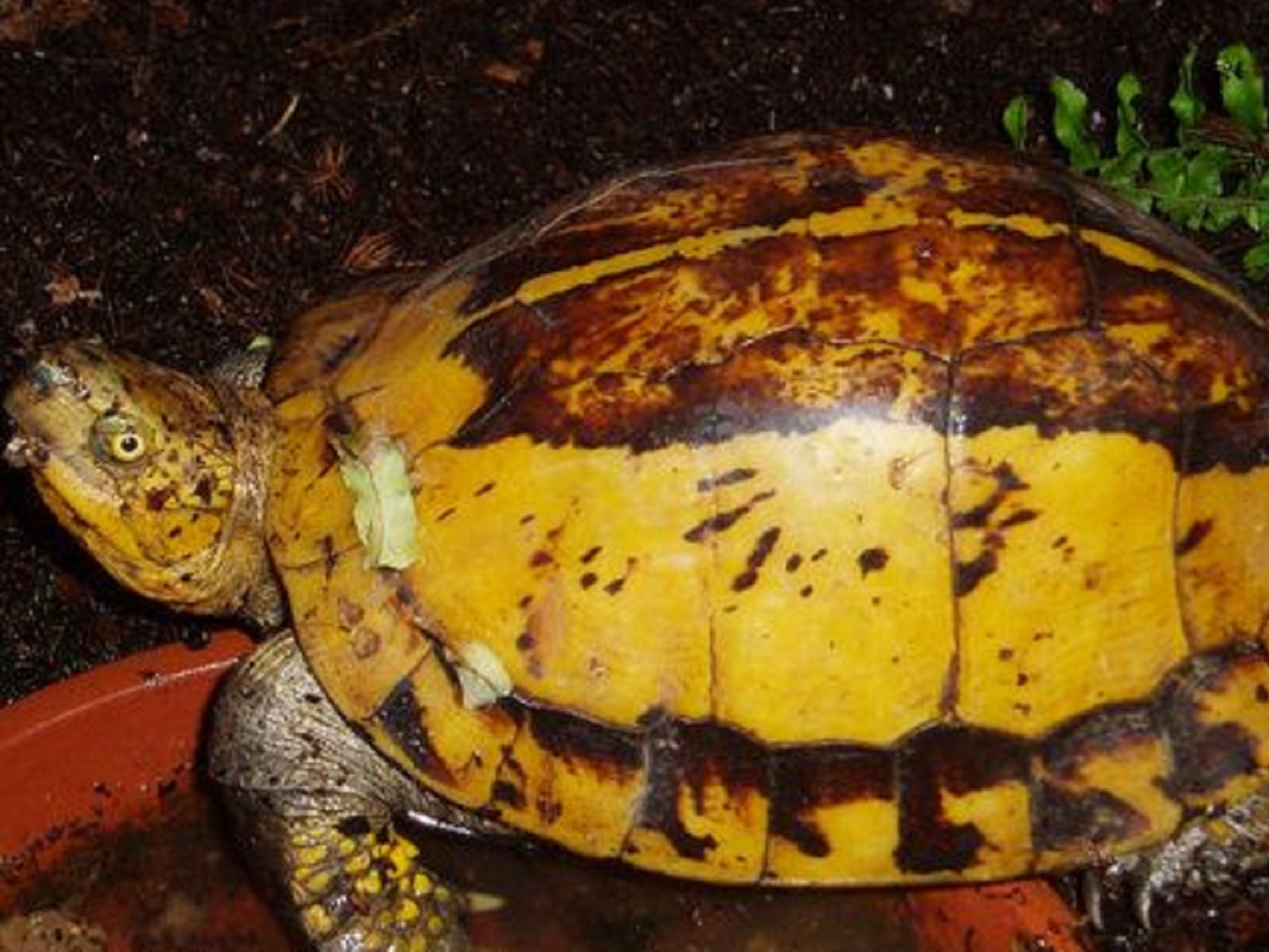 Flowerback box turtle (Cuora galbinifrons galbinifrons) from North Vietnam