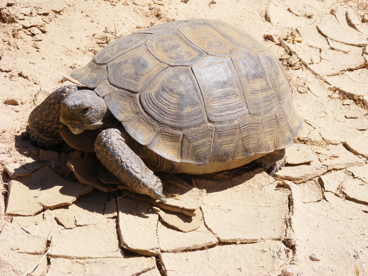 Desert Tortoise (Resized)