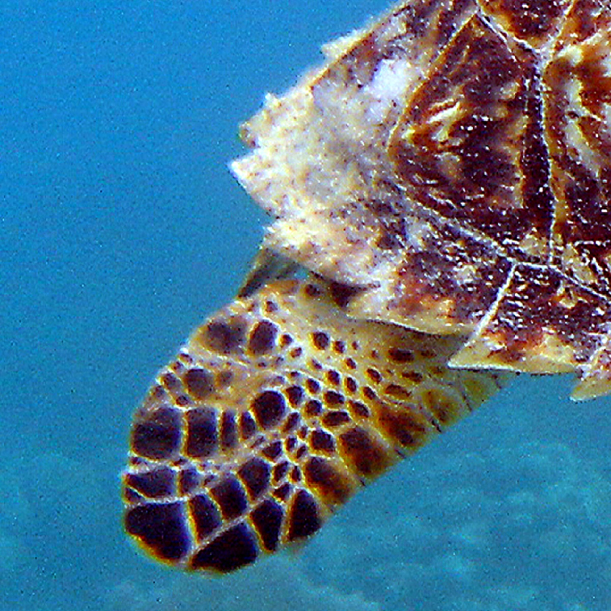 Hind leg of Hawksbill Sea turtle.