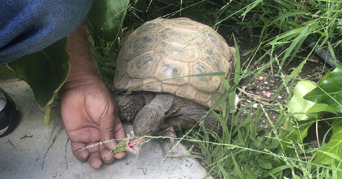 Hand Feeding Pet Tortoise