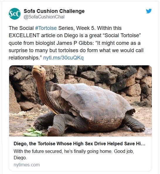 Reptiles known as ‘living rocks’ show surprisIt might come as a surprise to many but
tortoises do form what we would call relationships.